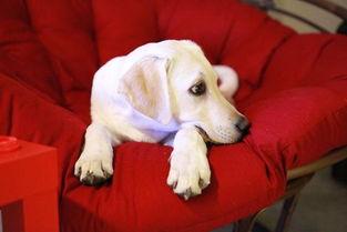 人类狗窝欧美视频,欧美狗窝视频揭秘