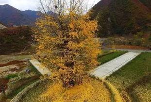 欧美乡村道路风景视频,漫步田园，感受自然之美