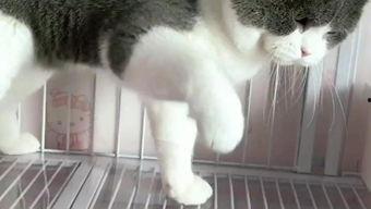 欧美混血猫咪视频,毛色斑斓，魅力四溢