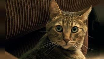 欧美混血猫咪视频,毛色斑斓，魅力四溢