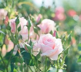 欧美鲜花视频网站免费,免费探索全球花卉之美