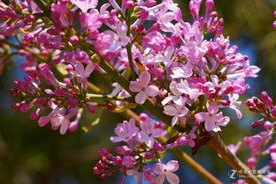 欧美综合丁香樱花视频,丁香花海中的浪漫时光