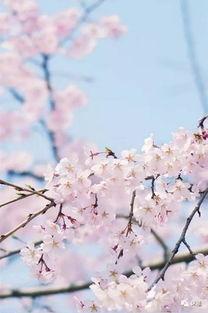 欧美综合丁香樱花视频,丁香花海中的浪漫时光