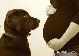 欧美孕妇与狗视频,母爱与忠诚的温暖画卷