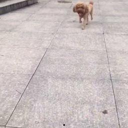 欧美孕妇与狗视频,母爱与忠诚的温暖画卷