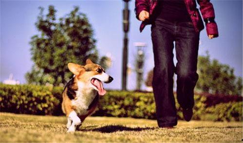 欧美狗配女人视频在线观看,在线观看带你领略异域风情